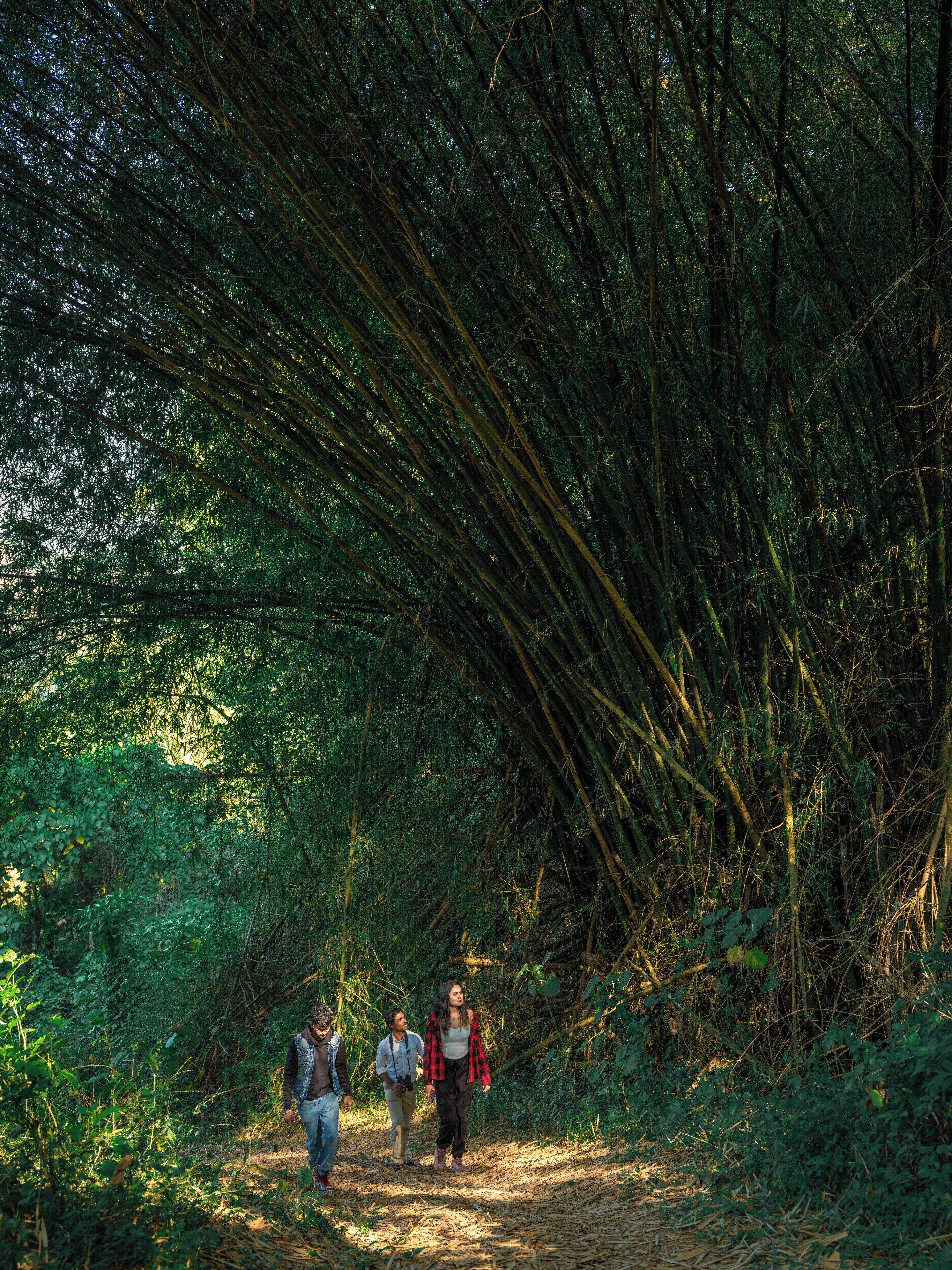 Un sendero en el bosque bordeado de densa vegetación de bambú.