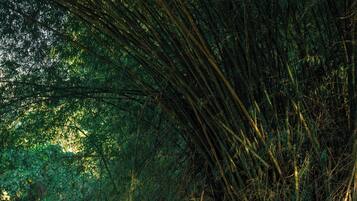 Un sendero en el bosque bordeado de densa vegetación de bambú.