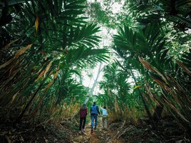 Un sentier qui traverse une forêt dense, avec de grands arbres et un chemin de terre.