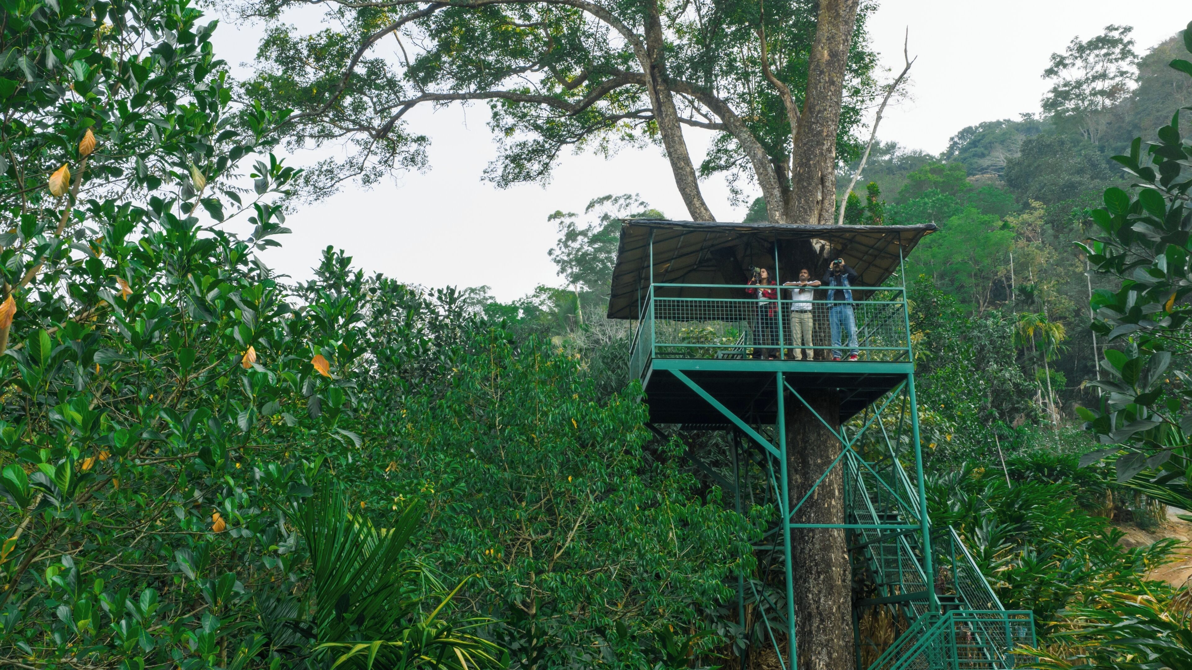A treehouse platform with a metal staircase, surrounded by dense foliage.
