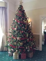 A Christmas tree in a room with a green carpet and a curtain on the left.
