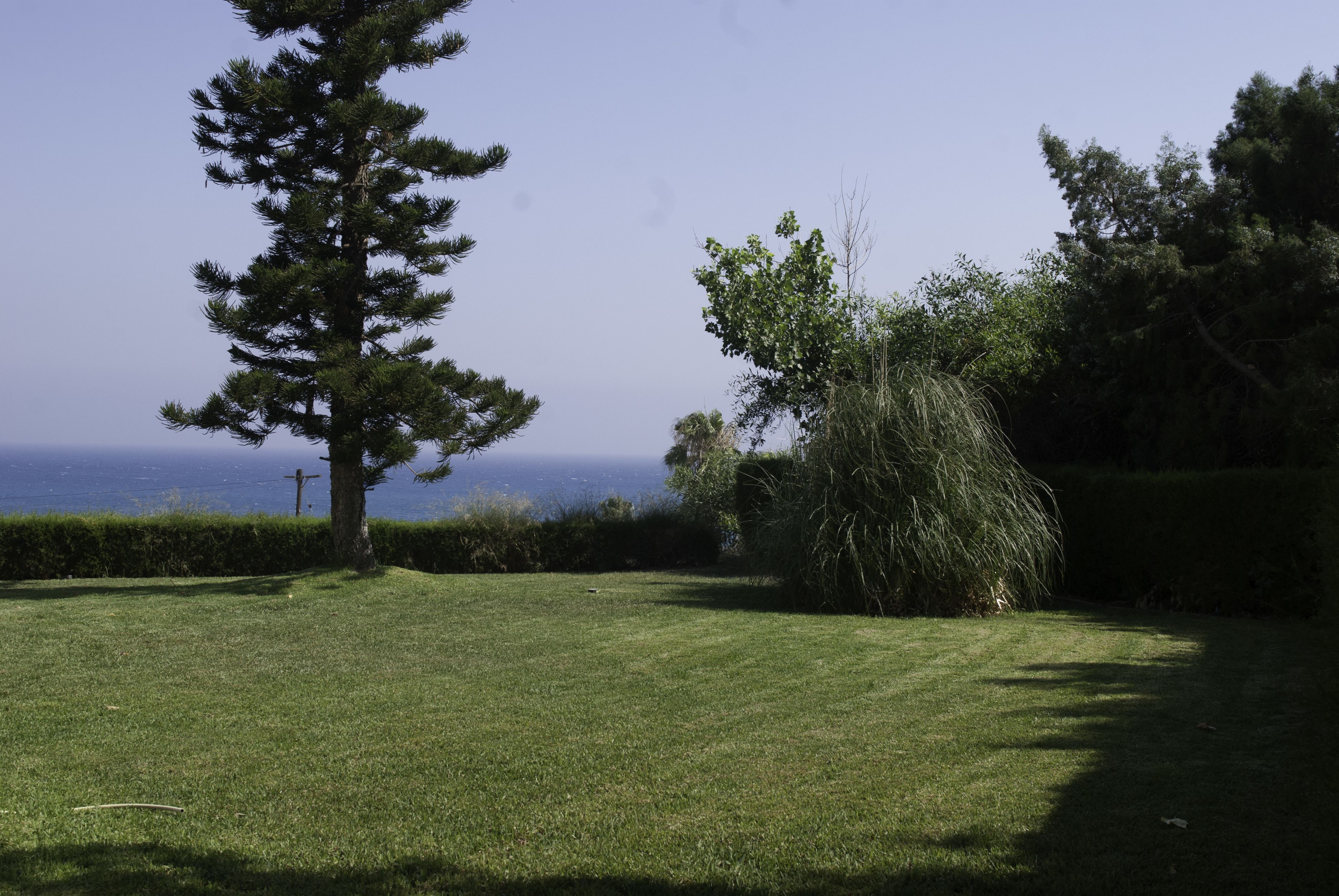A grassy outdoor area with a large tree and a smaller bush, a hedge, and a view of the sea.