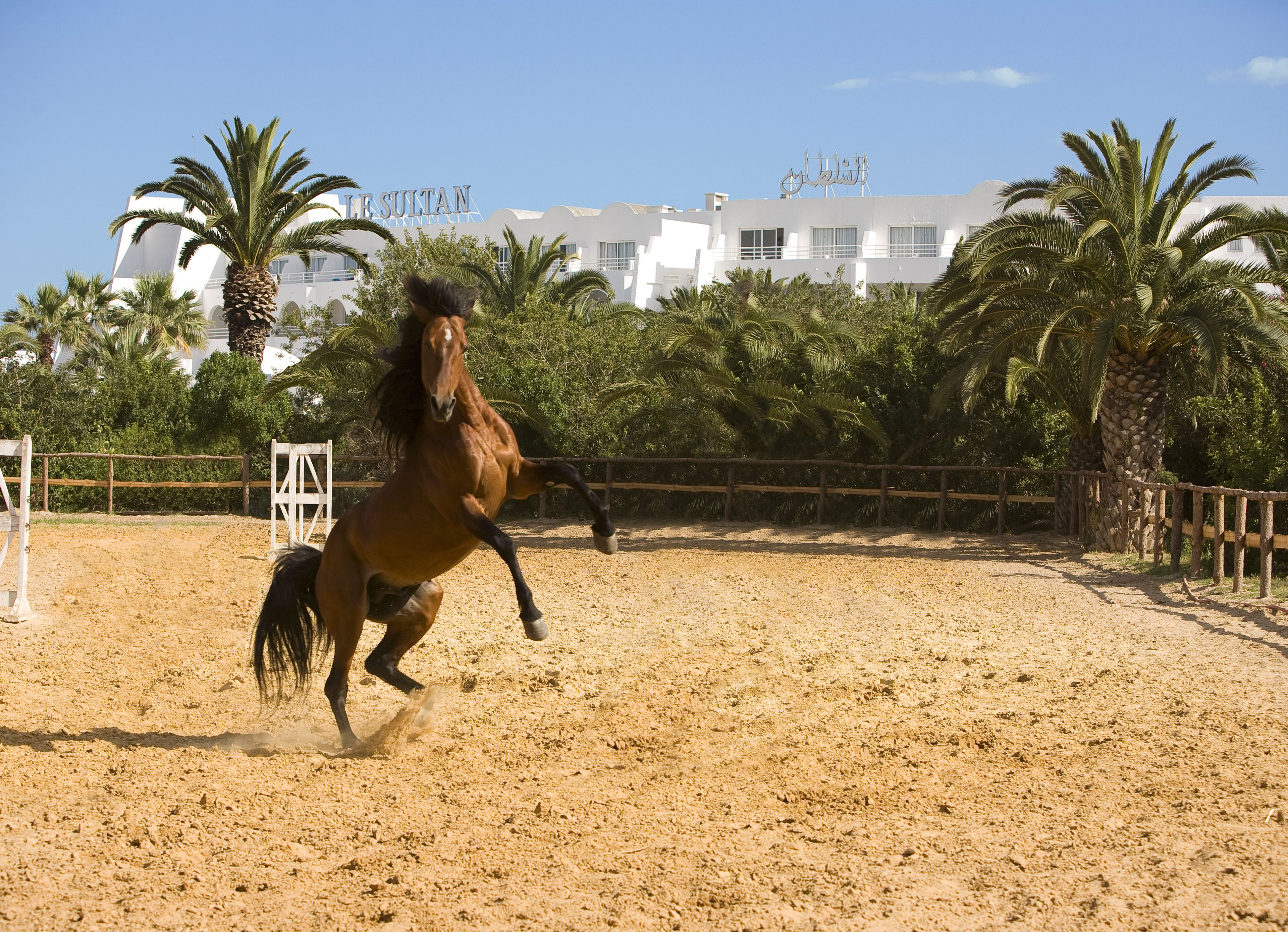 Foto - La Badira - Adult Only