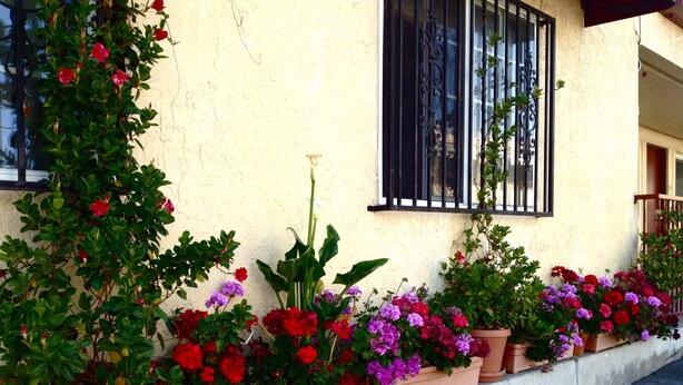 Une rangée de plantes en pot, ornées de fleurs rouges et violettes, longe le mur extérieur d’un bâtiment.