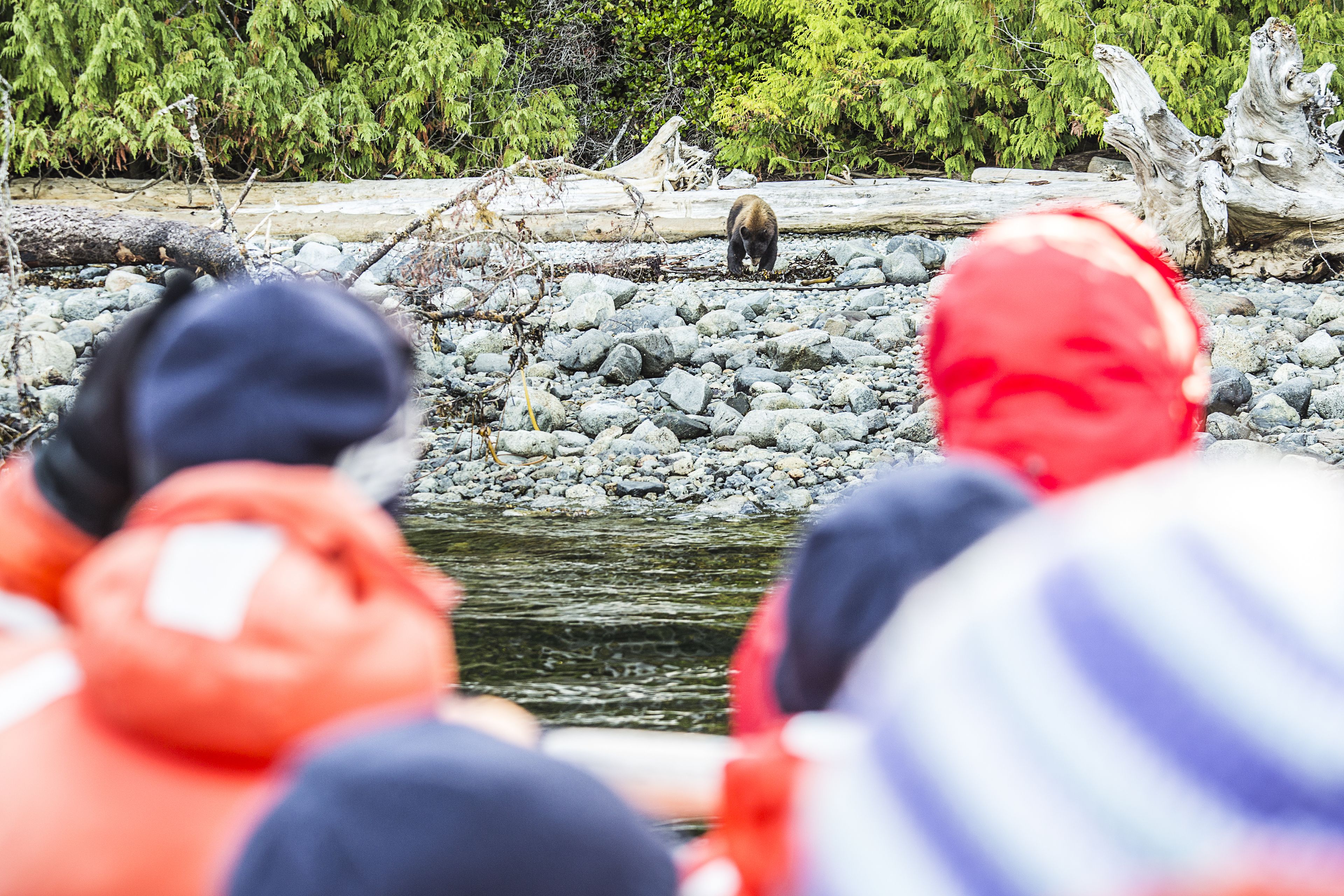 A bear walking along a rocky riverbank.