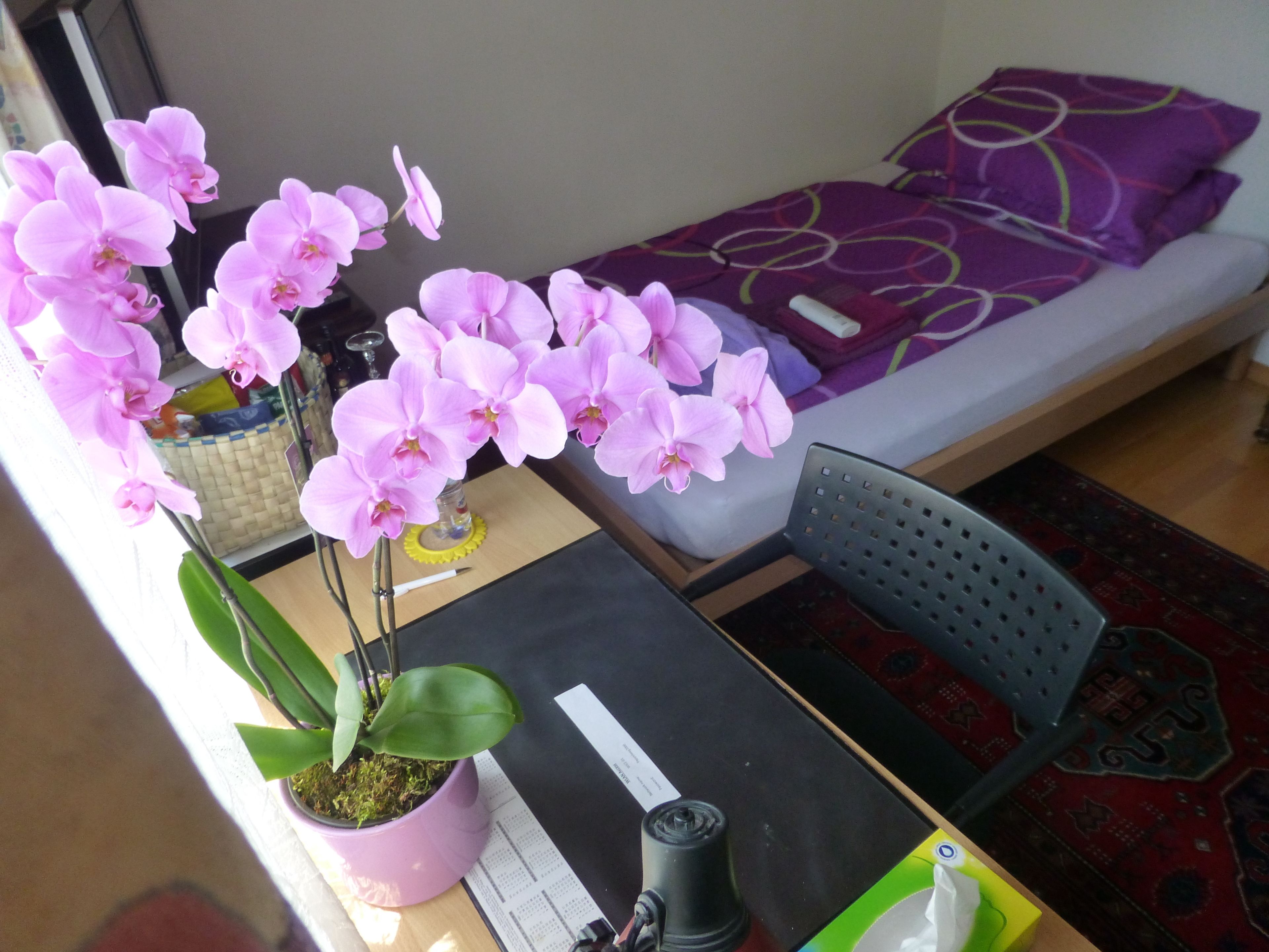 Una habitación pequeña con una cama, un escritorio con una computadora, una silla y una orquídea en maceta.