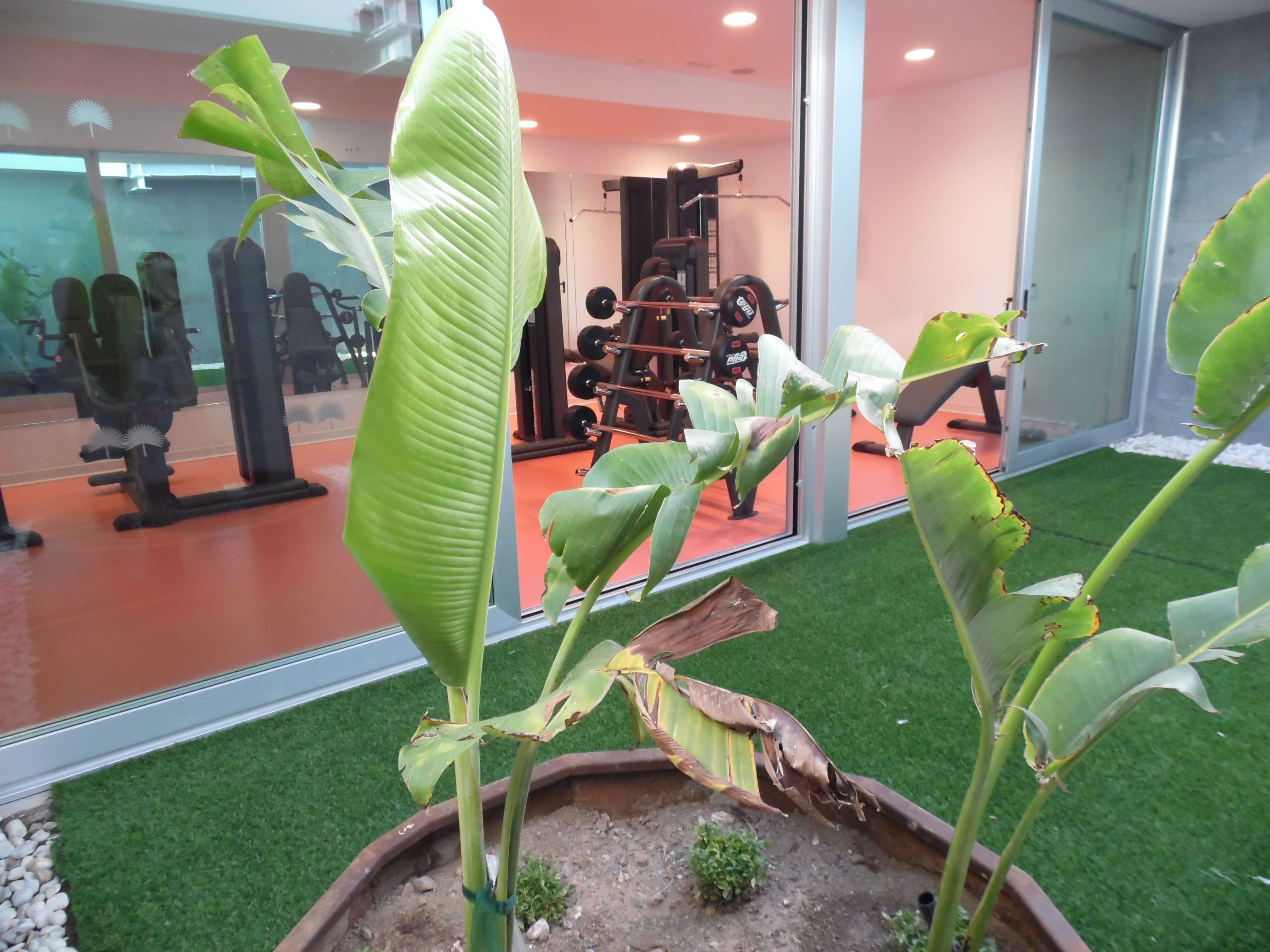 Une salle de sport équipée de matériel d’exercice, dotée d’une grande fenêtre et agrémentée d’une plante en pot.
