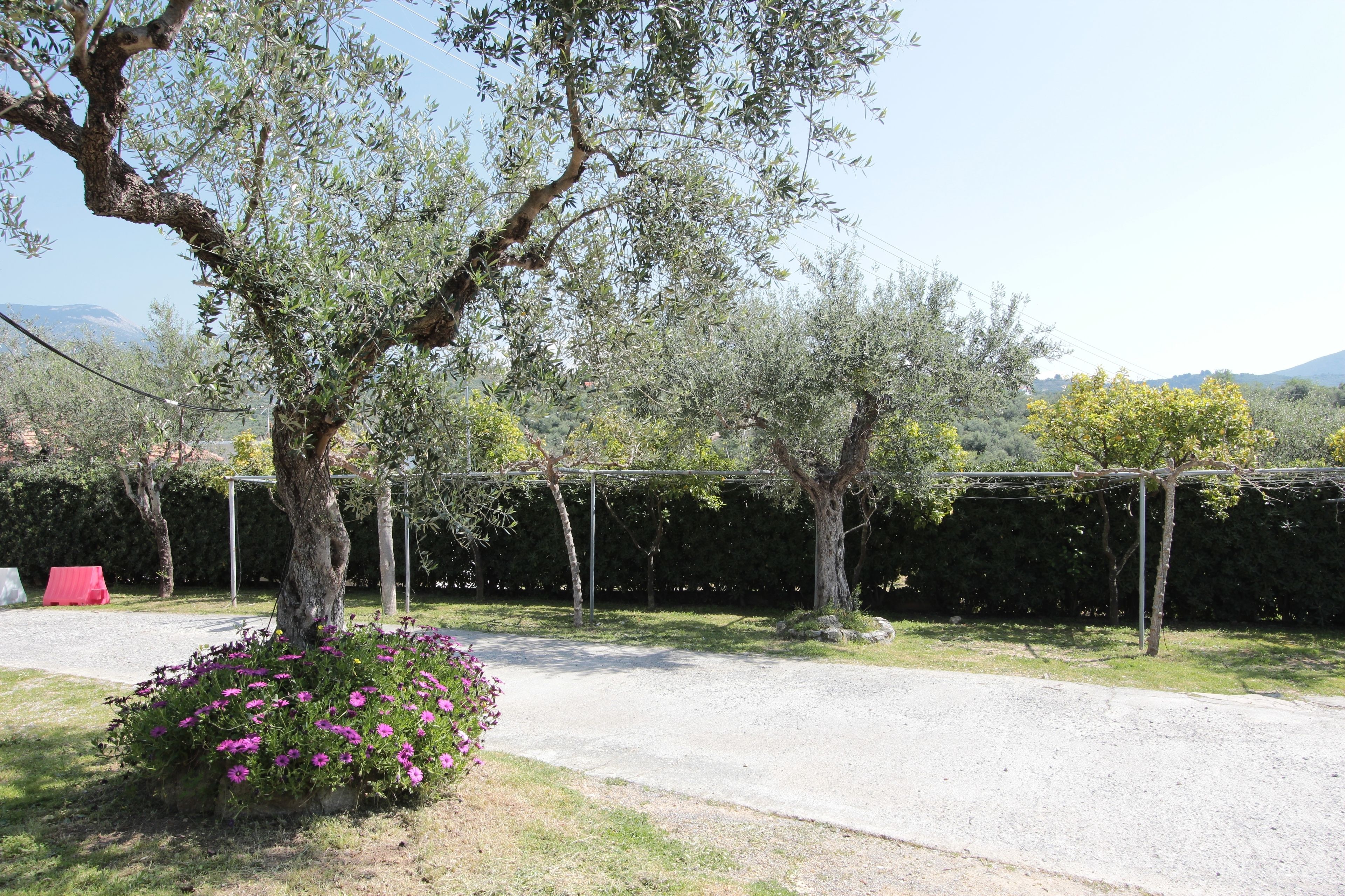 Une allée de gravier mène à un espace extérieur abrité, agrémenté d’oliviers et d’un parterre de fleurs.