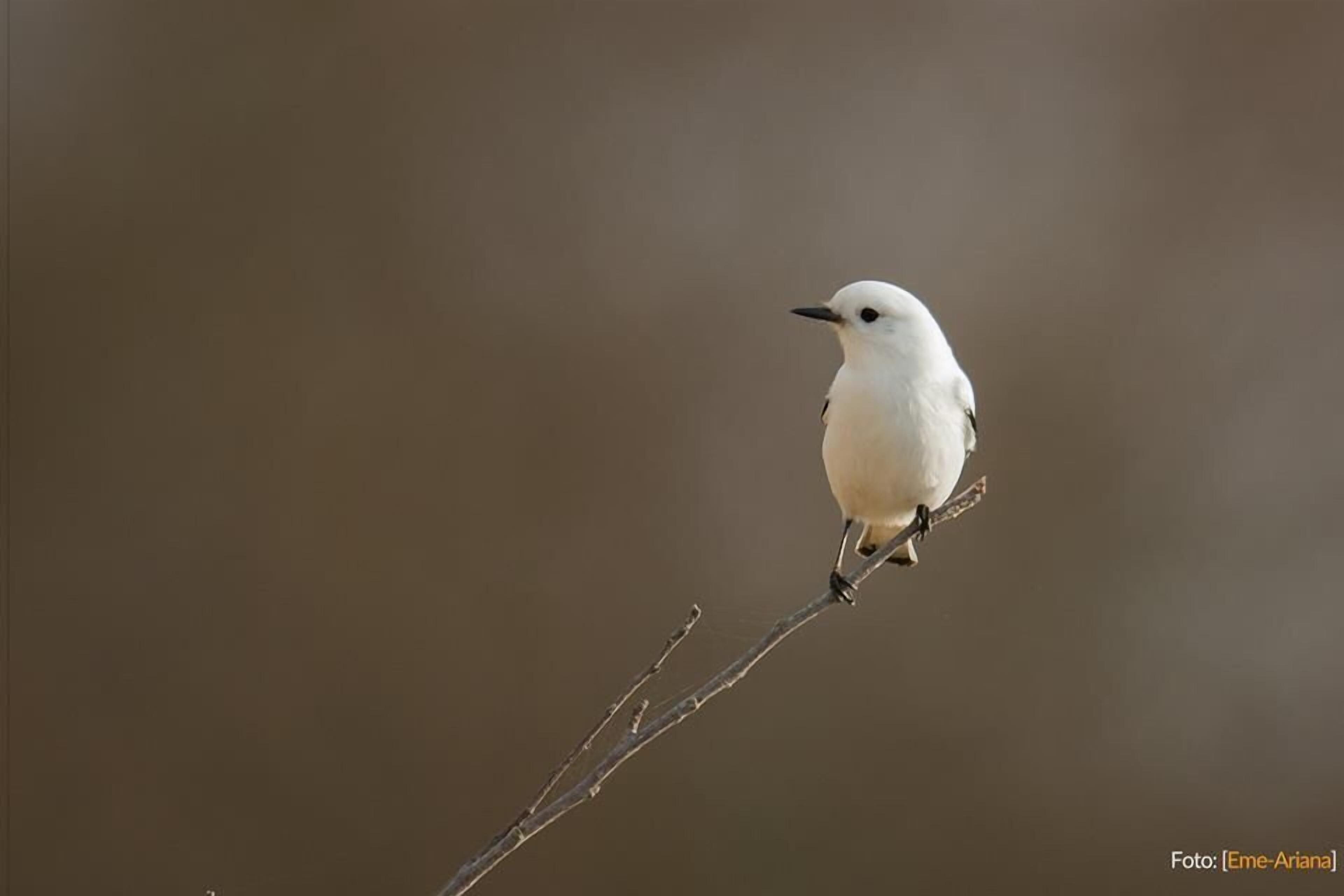 Un ave blanca posada sobre una rama delgada, sobre un fondo desenfocado.