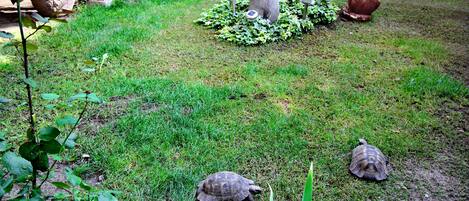 Un jardín con una tortuga, una estatua de oso y una escultura de hongo.