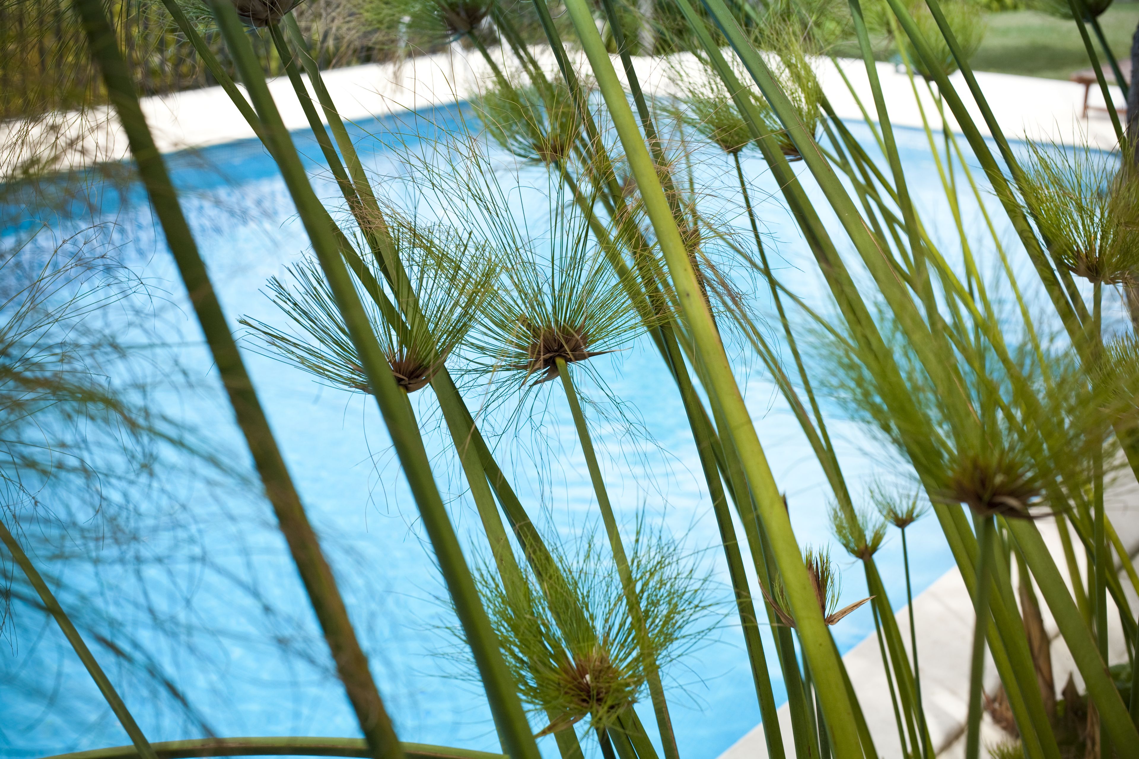 A pool surrounded by palm trees.