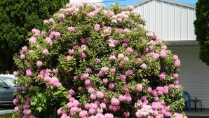 A large, dense shrub with pink flowers, located in front of a white building.