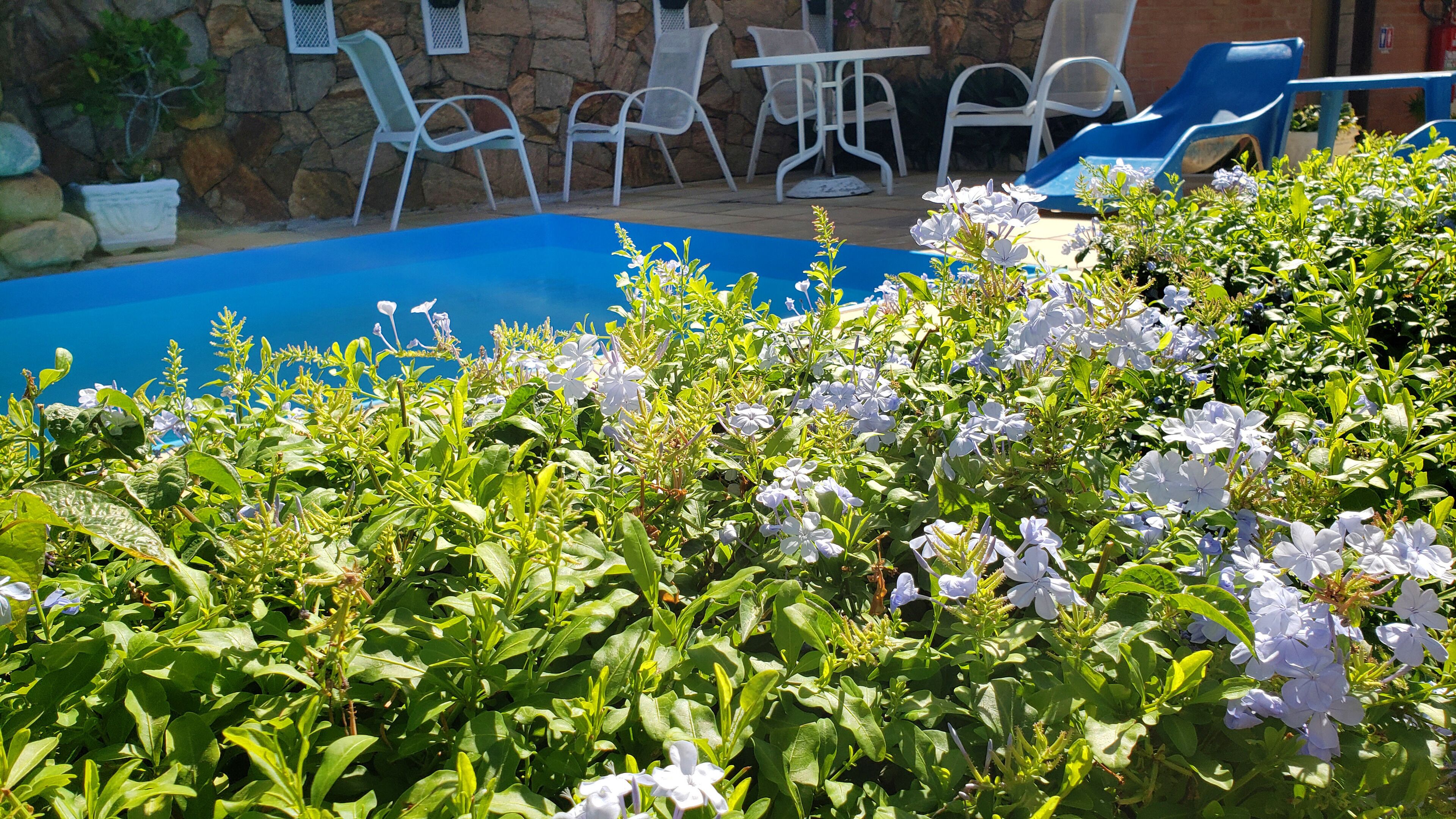 A swimming pool surrounded by lush greenery and white flowers, with white chairs and a stone wall in the background.