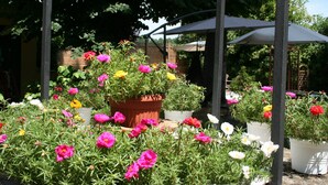 A garden with potted plants and flowers.