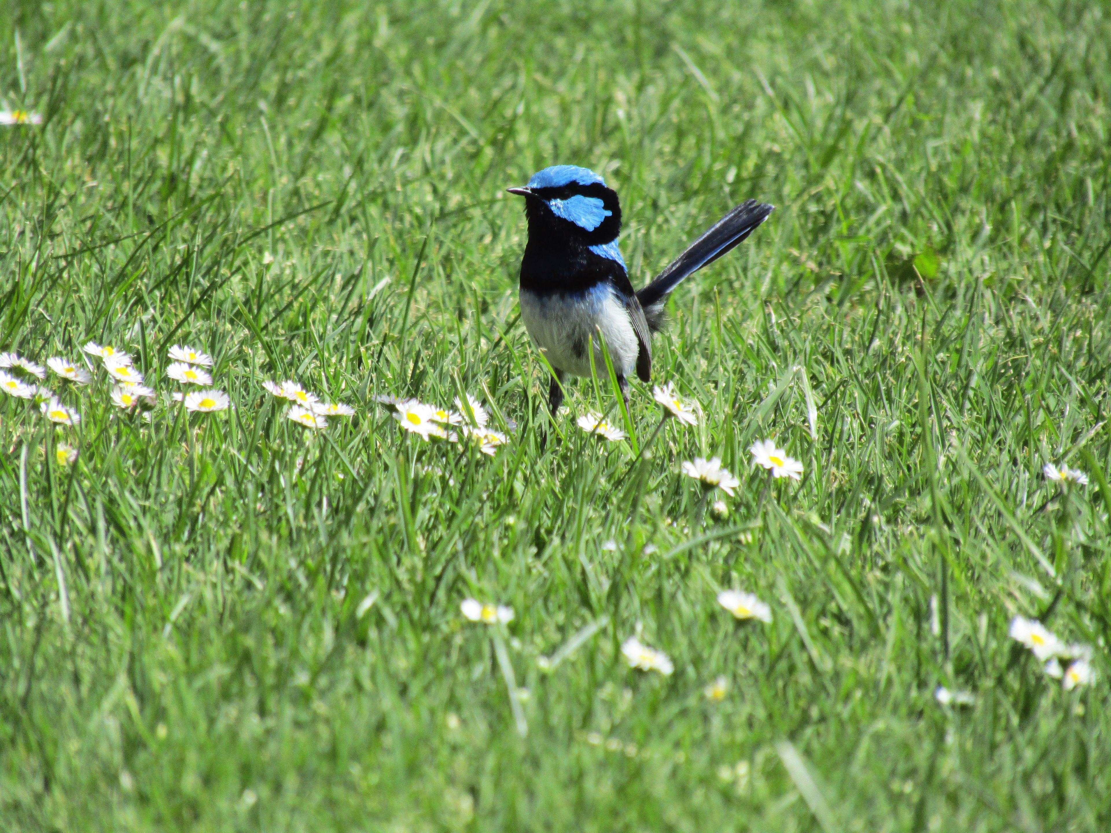 Un oiseau perché dans un champ d’herbe parsemé de marguerites.