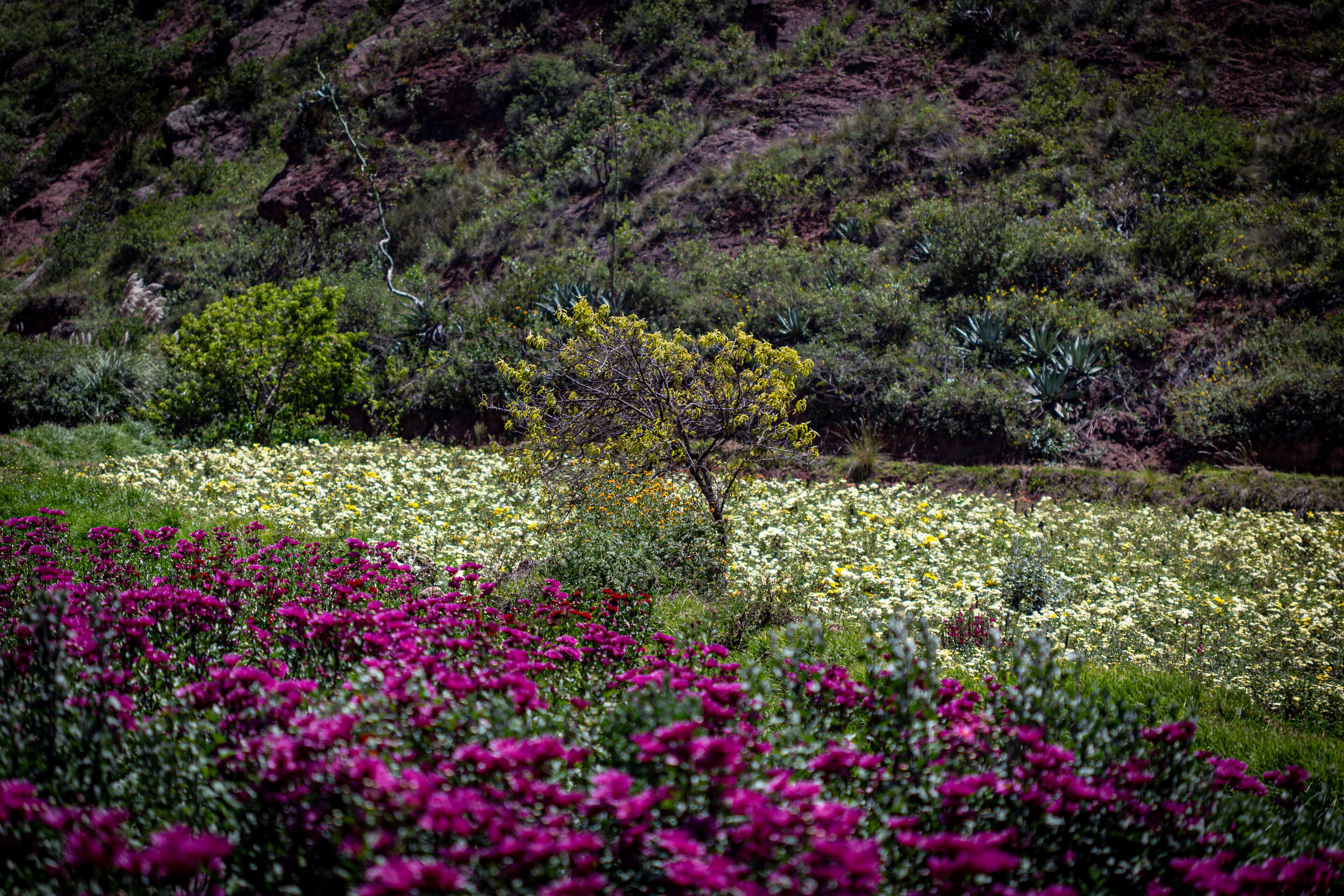 A field of flowers with a tree in the center.
