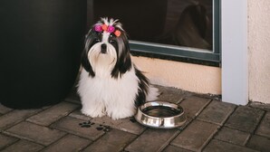 Un perro sentado frente a un edificio con un letrero que indica un bar para perros.