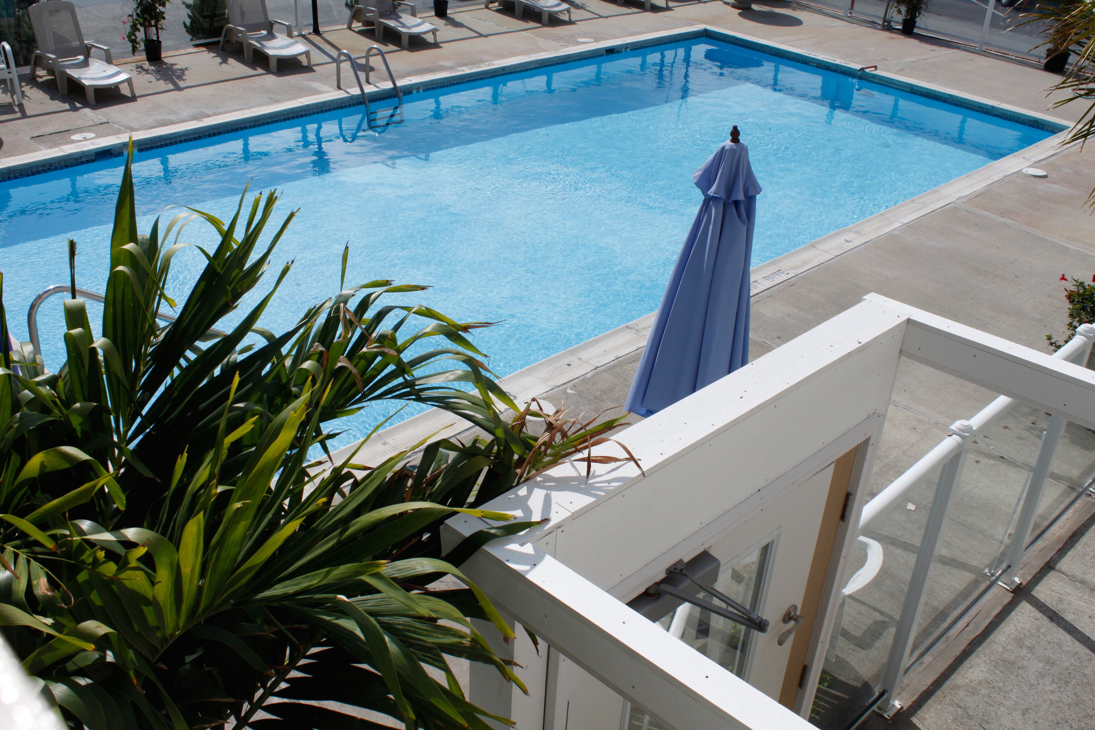Una piscina rectangular con agua azul cristalina, rodeada de sillas de descanso y una planta en maceta.