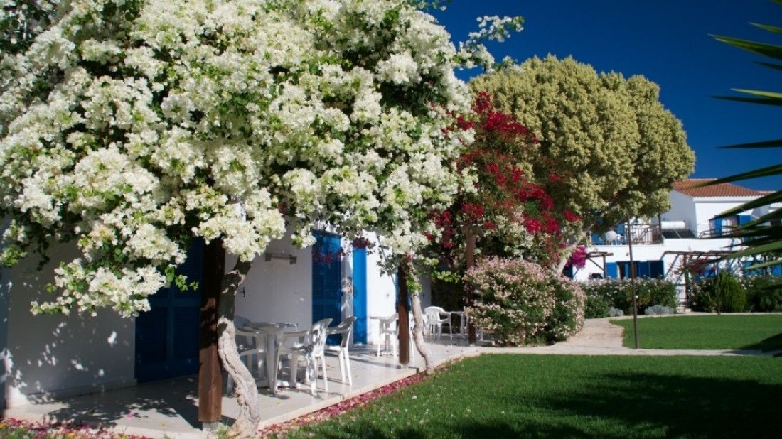 A building with a white exterior and blue doors, surrounded by lush greenery and flowering trees.