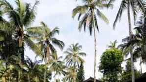 A pool with lounge chairs, surrounded by palm trees and a building with a thatched roof. - Cempaka Belimbing Villas (Pupuan)