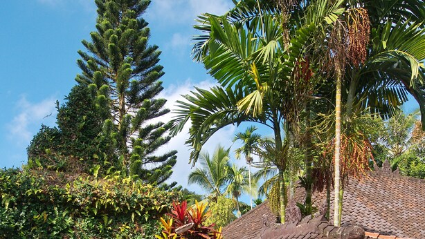 A tropical resort entrance with a wooden door, a sign indicating restaurant hours, and lush greenery. - Cempaka Belimbing Villas (Pupuan)