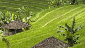 Terraced rice fields with traditional huts and banana trees. - Cempaka Belimbing Villas (Pupuan)