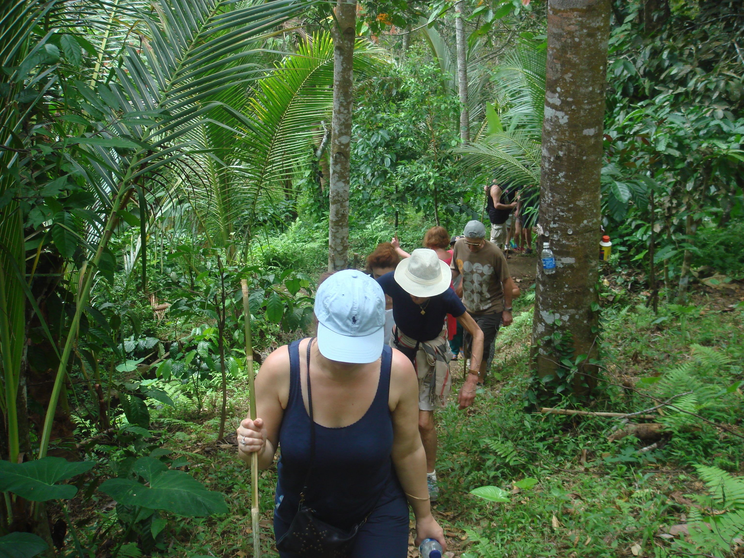 A group of people hiking through a dense forest with tall trees and thick underbrush.