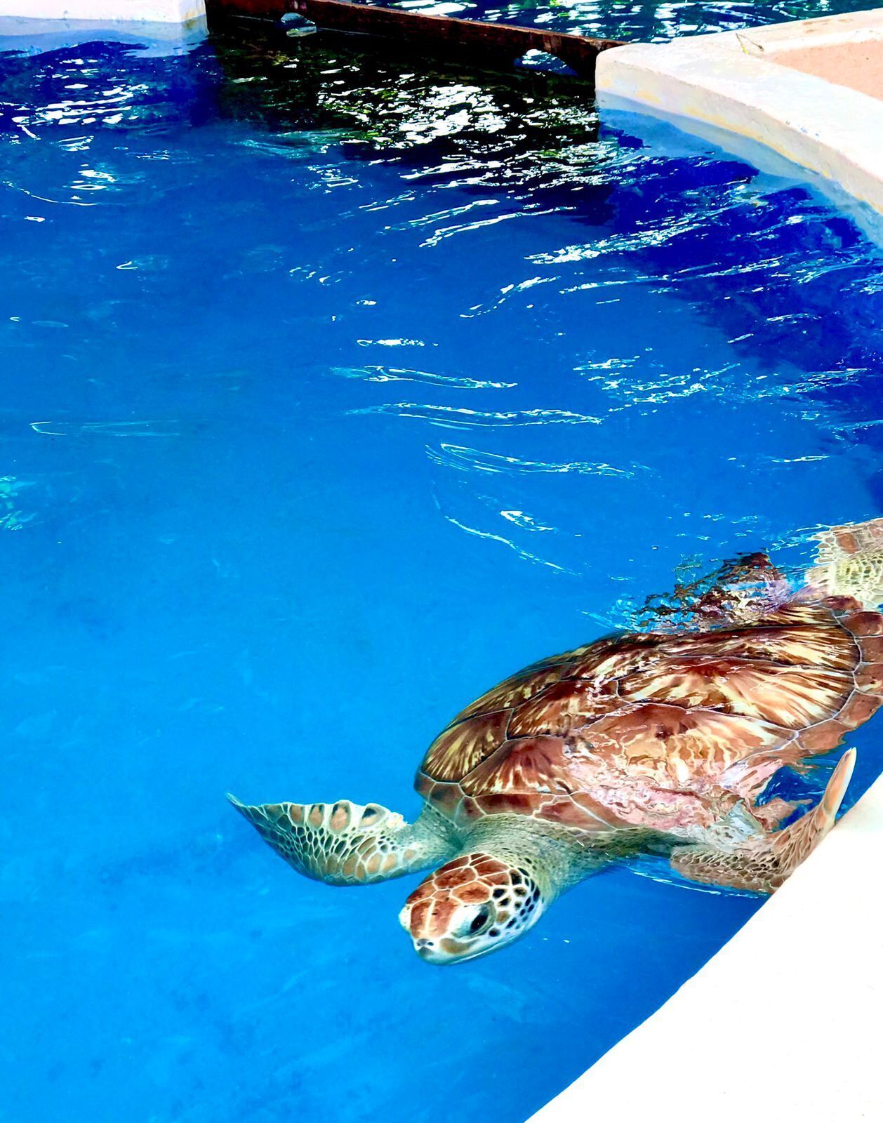 Eine Schildkröte schwimmt in einem klaren, blauen Pool.