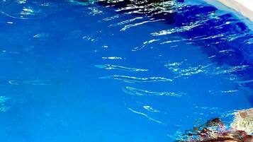 Eine Schildkröte schwimmt in einem klaren, blauen Pool.
