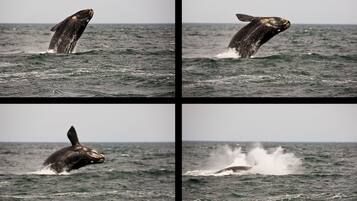 Una ballena emergiendo del océano.