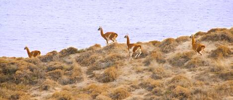 A group of deer on a dry, hilly terrain with sparse vegetation.
