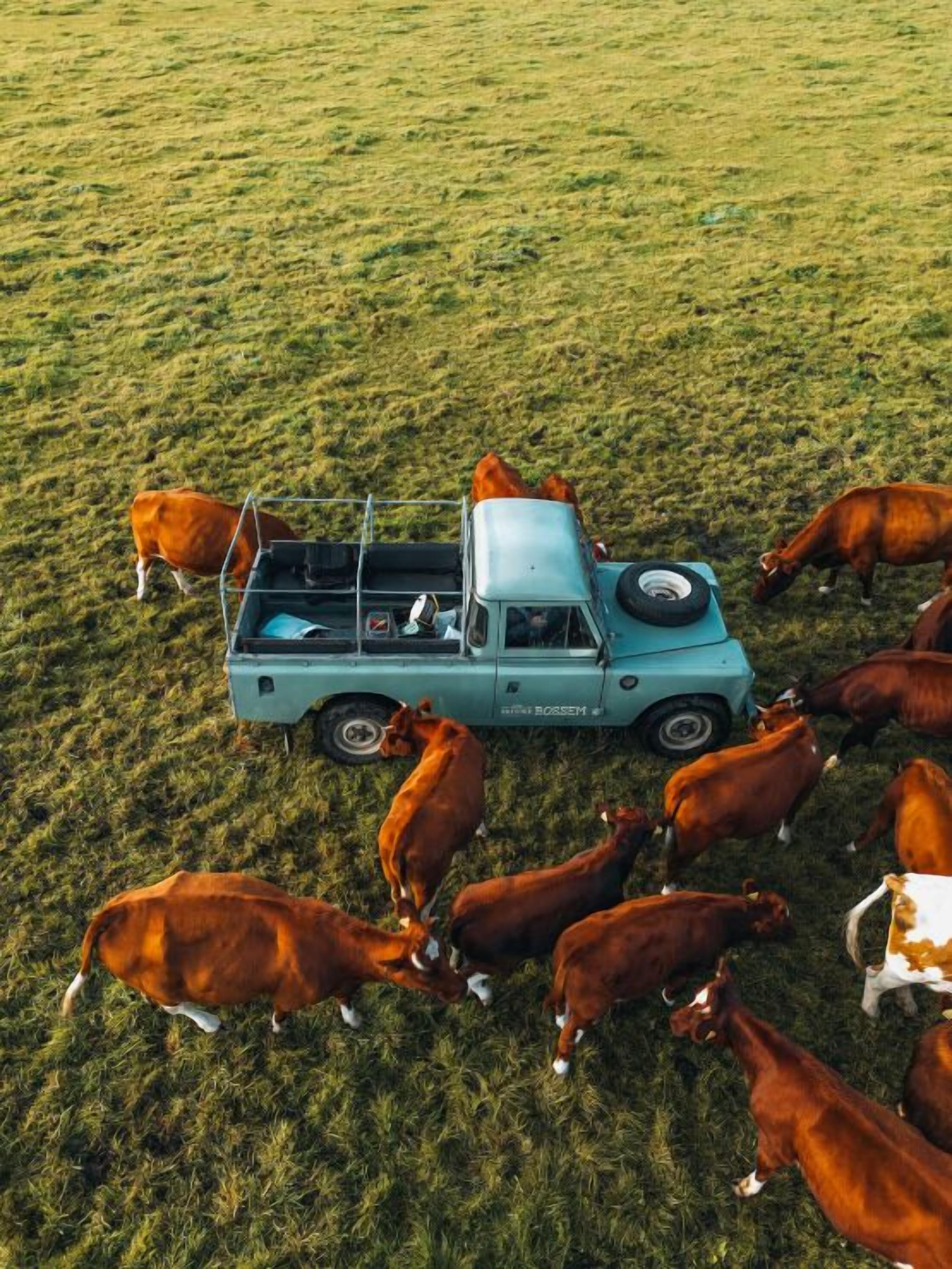 Una camioneta turquesa rodeada de varias vacas marrones pastando en un campo.