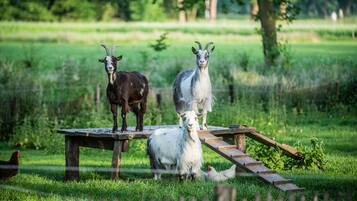 Basic Room | View from room