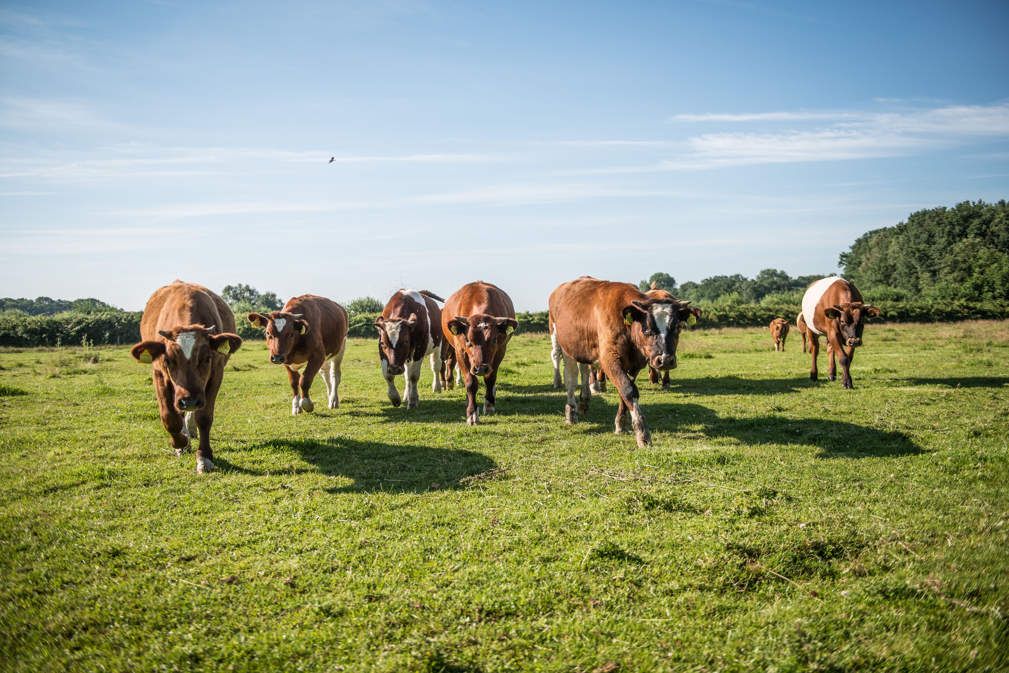 Un campo cubierto de hierba con una manada de vacas.