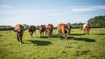 Un campo cubierto de hierba con una manada de vacas.