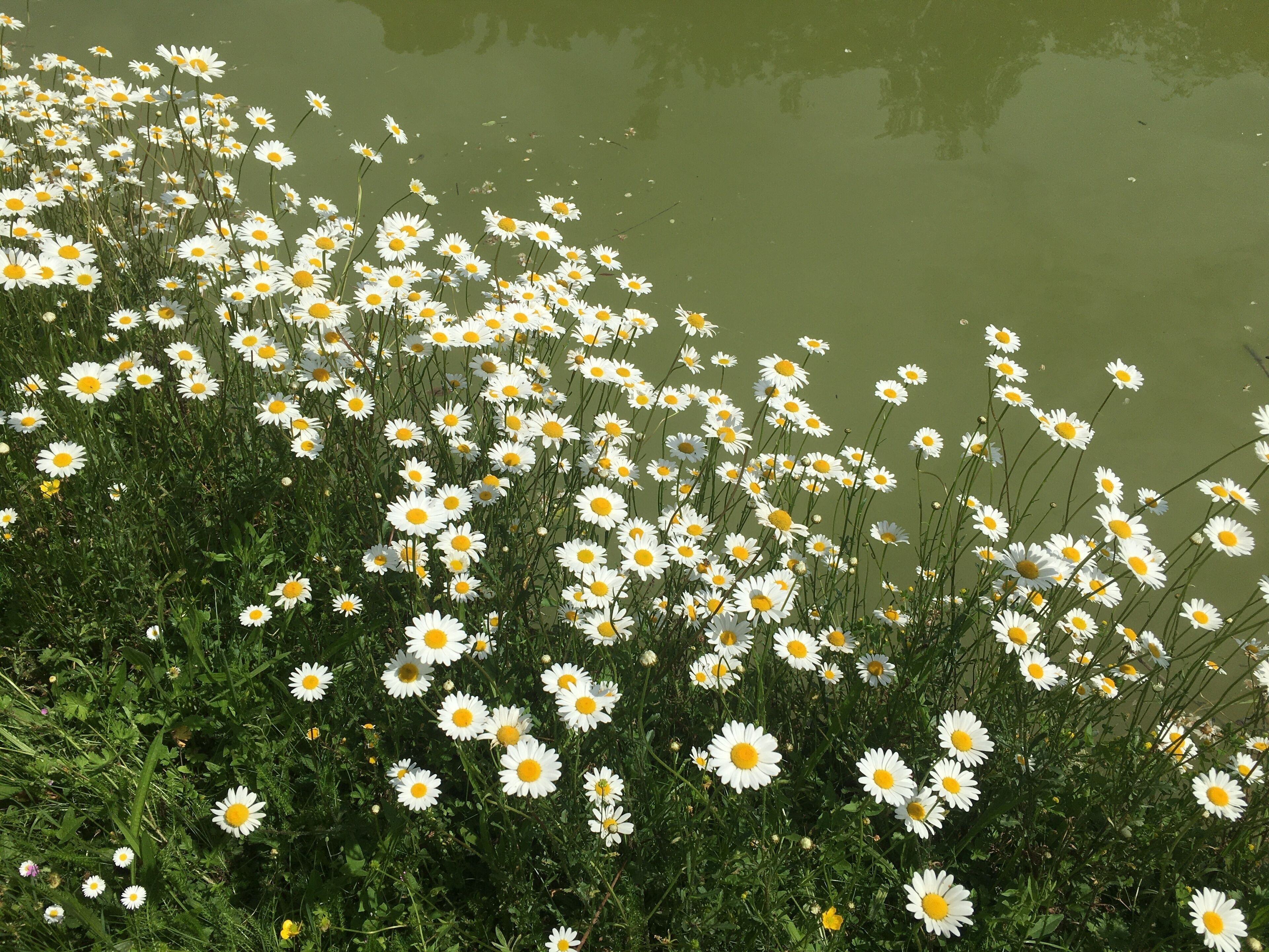 A field of white daisies with yellow centers, surrounded by green foliage.