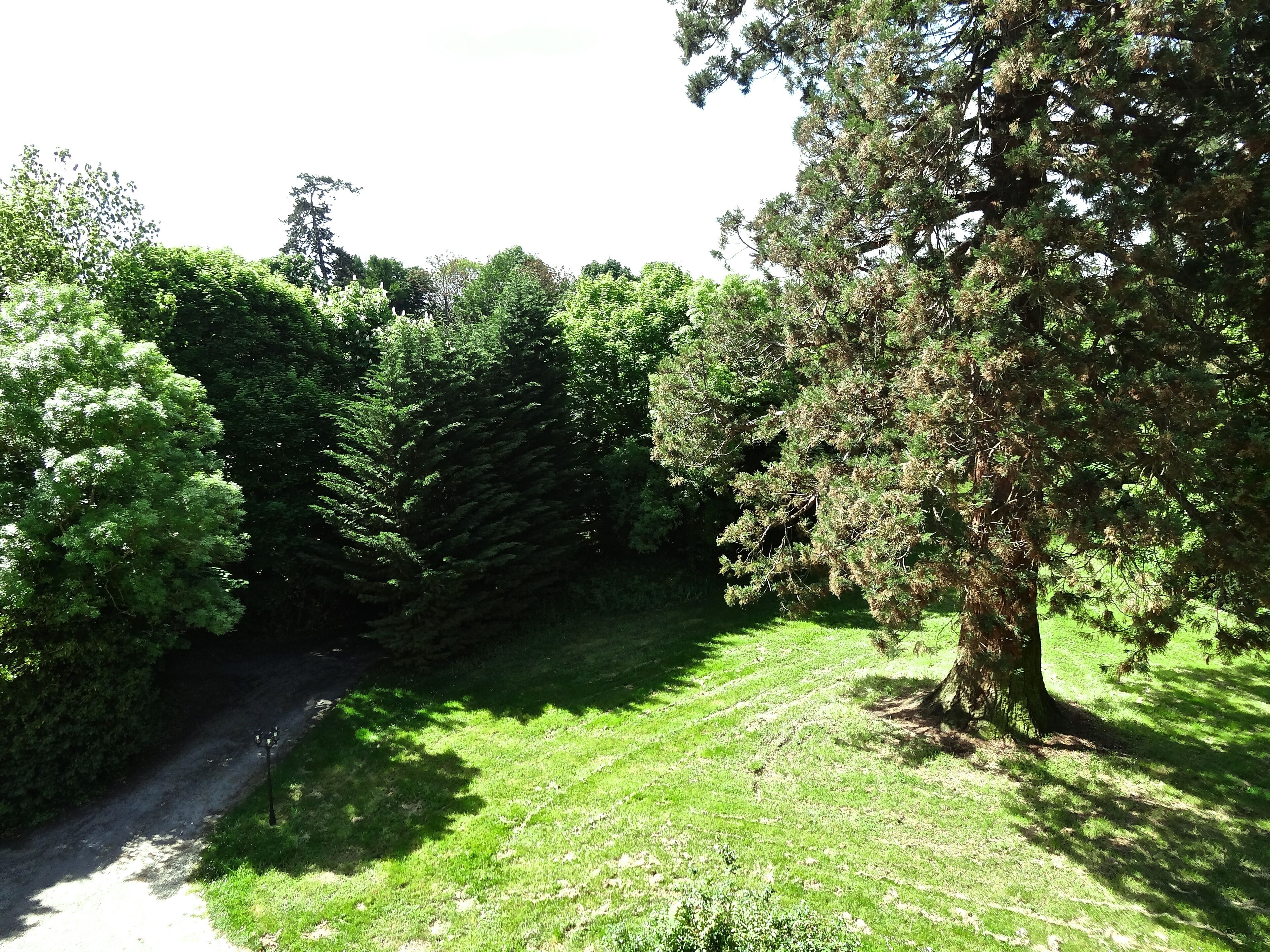 A pathway through a park with dense trees and a grassy area.