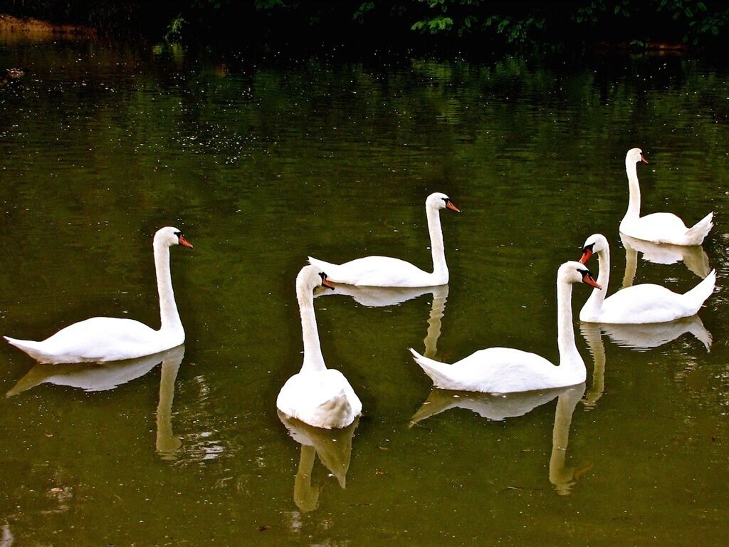 Four white swans swimming in a body of water.