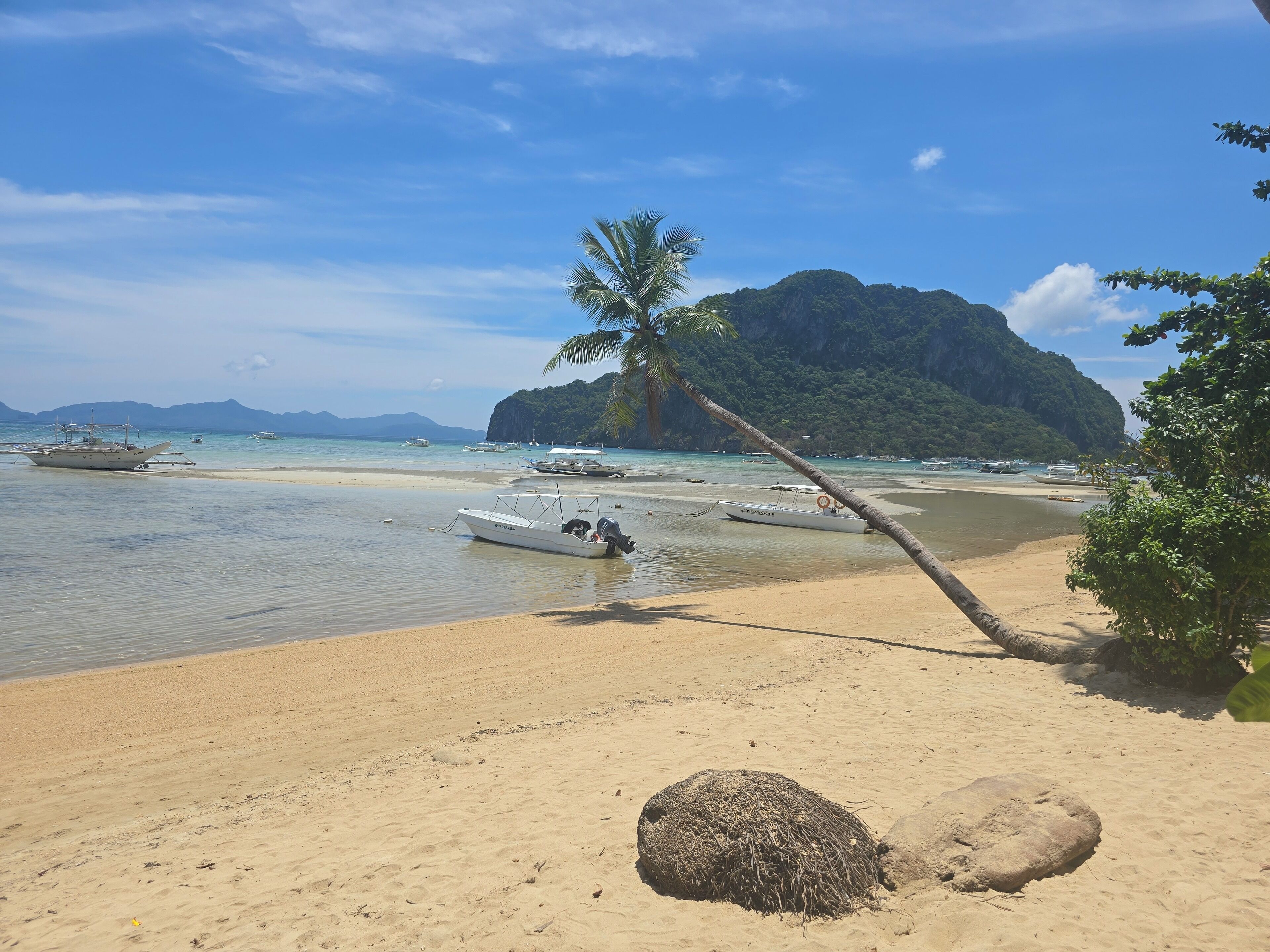 Una playa con barcos, una palmera y una montaña al fondo.