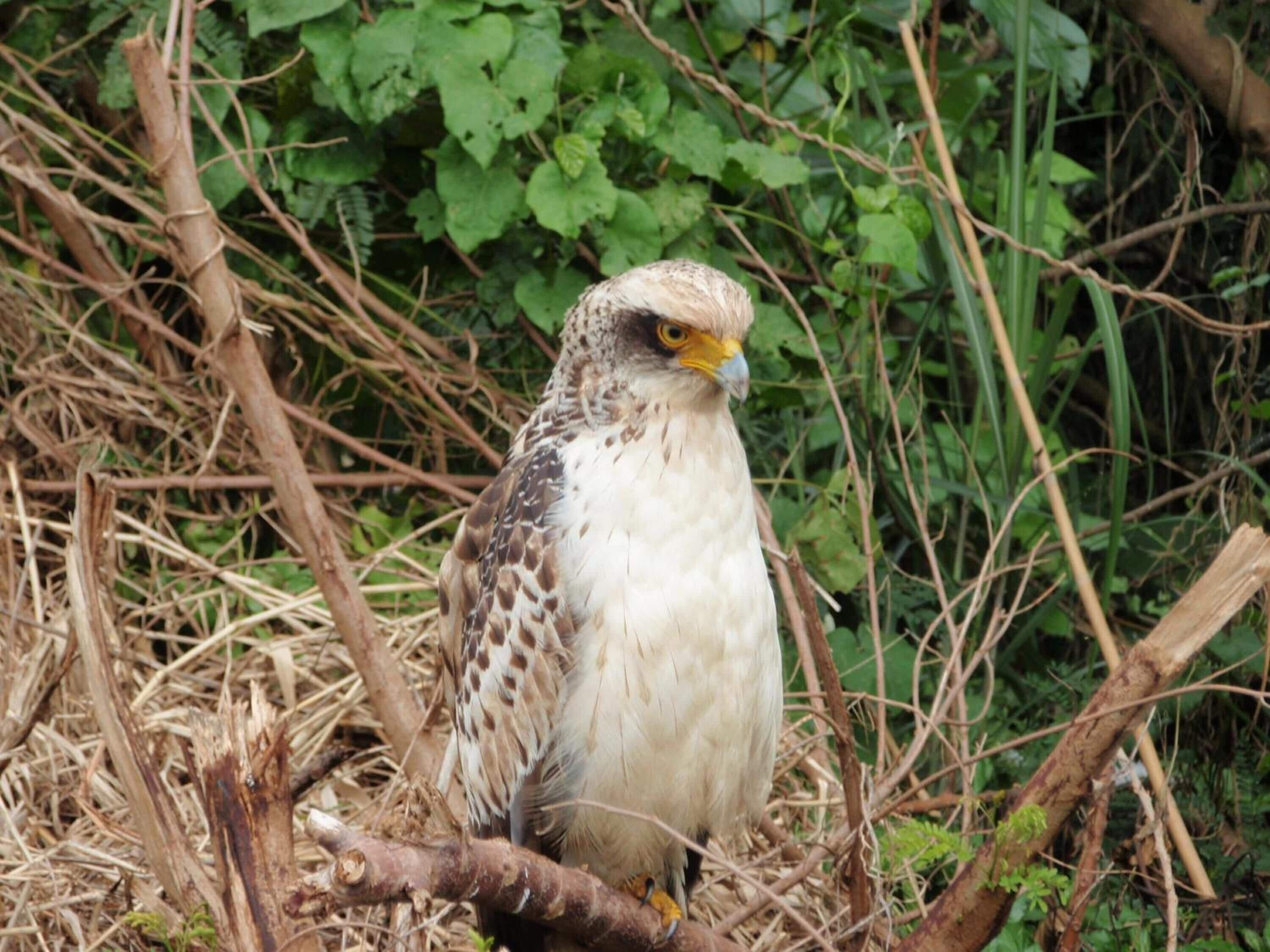 A bird perched on a branch surrounded by natural foliage.