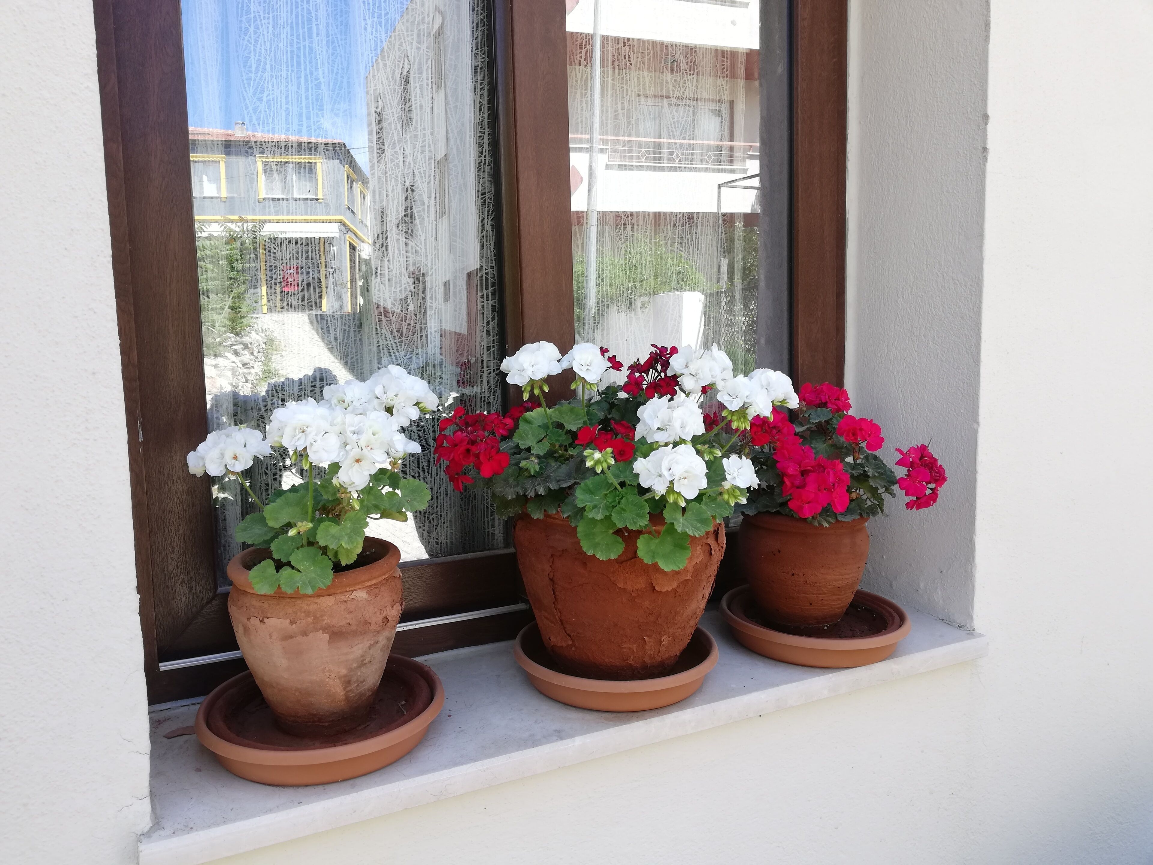 Three terracotta pots with white and red flowers on a window sill.