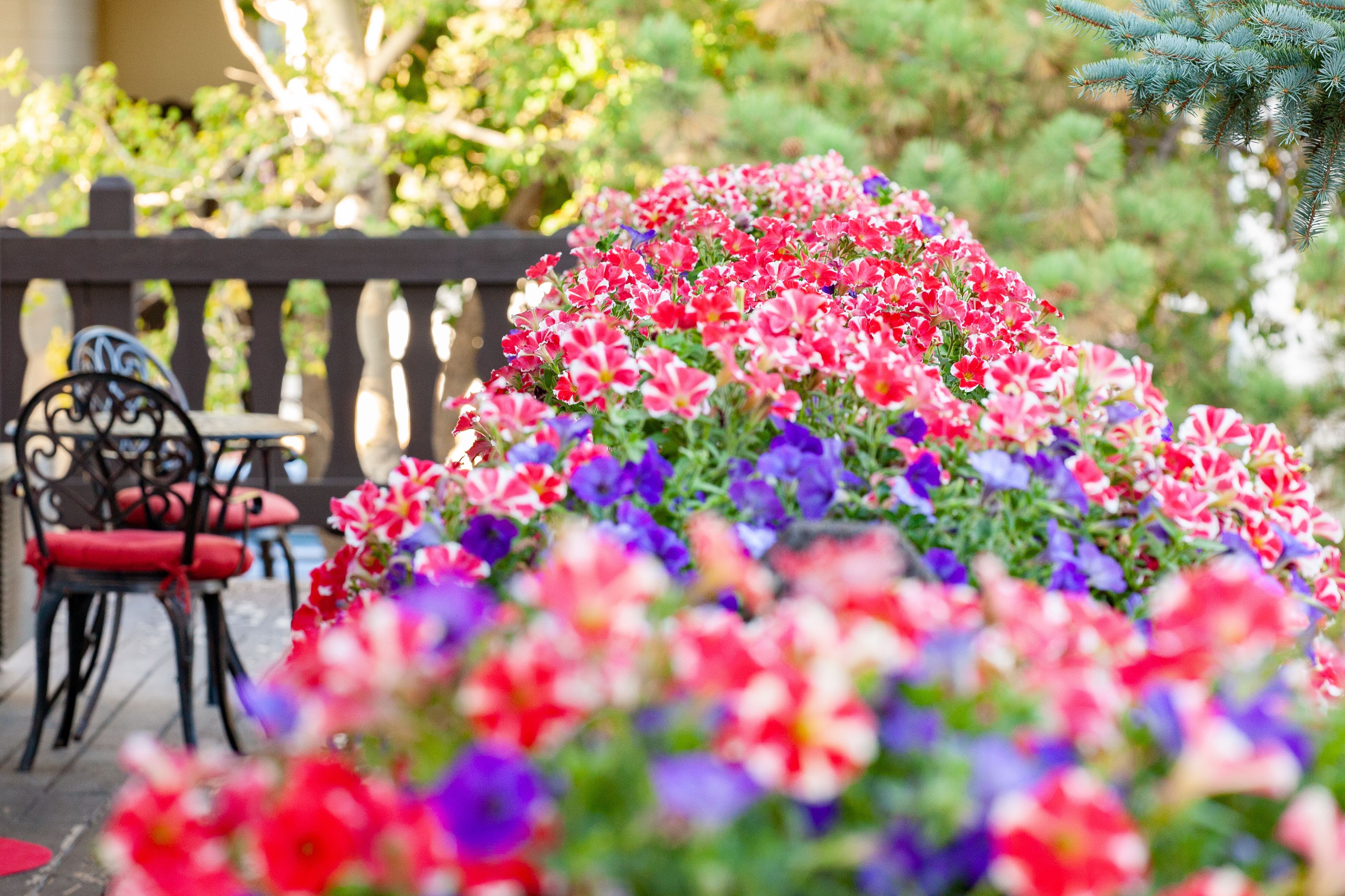 comfort room, 1 king bed, hot tub | garden view