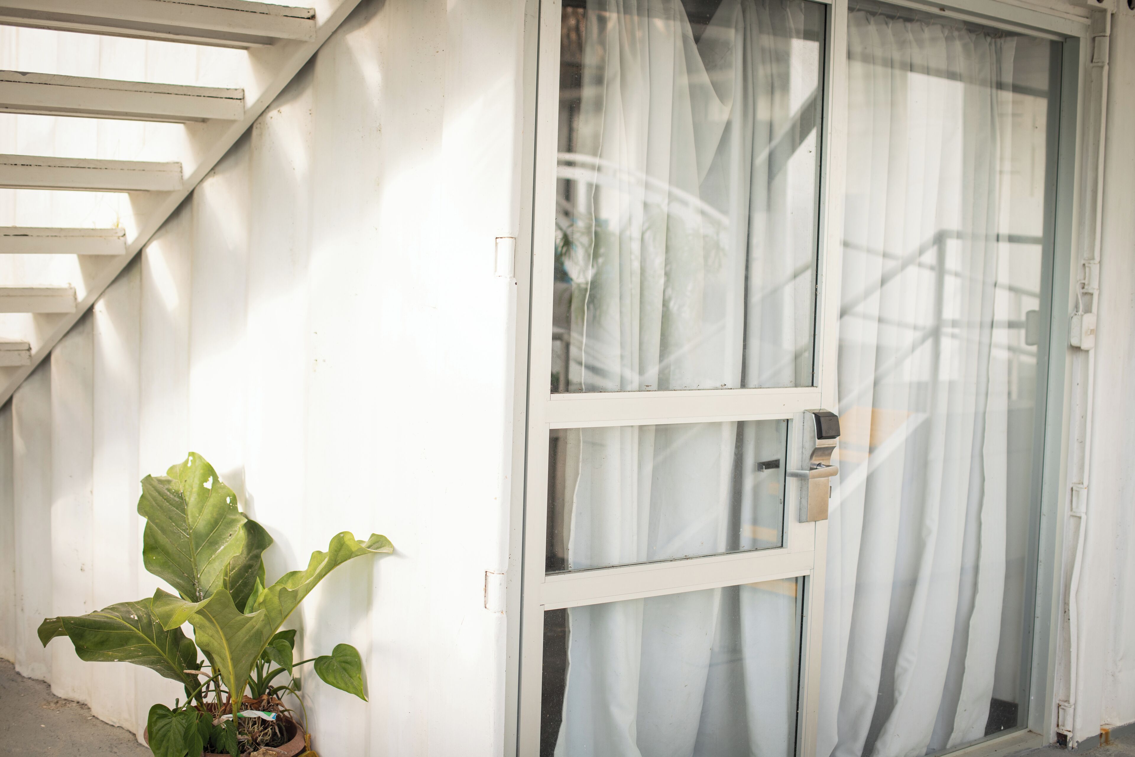A potted plant next to a white door with a glass panel and a curtain.