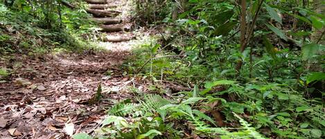 A forested path with a stone staircase leading up.