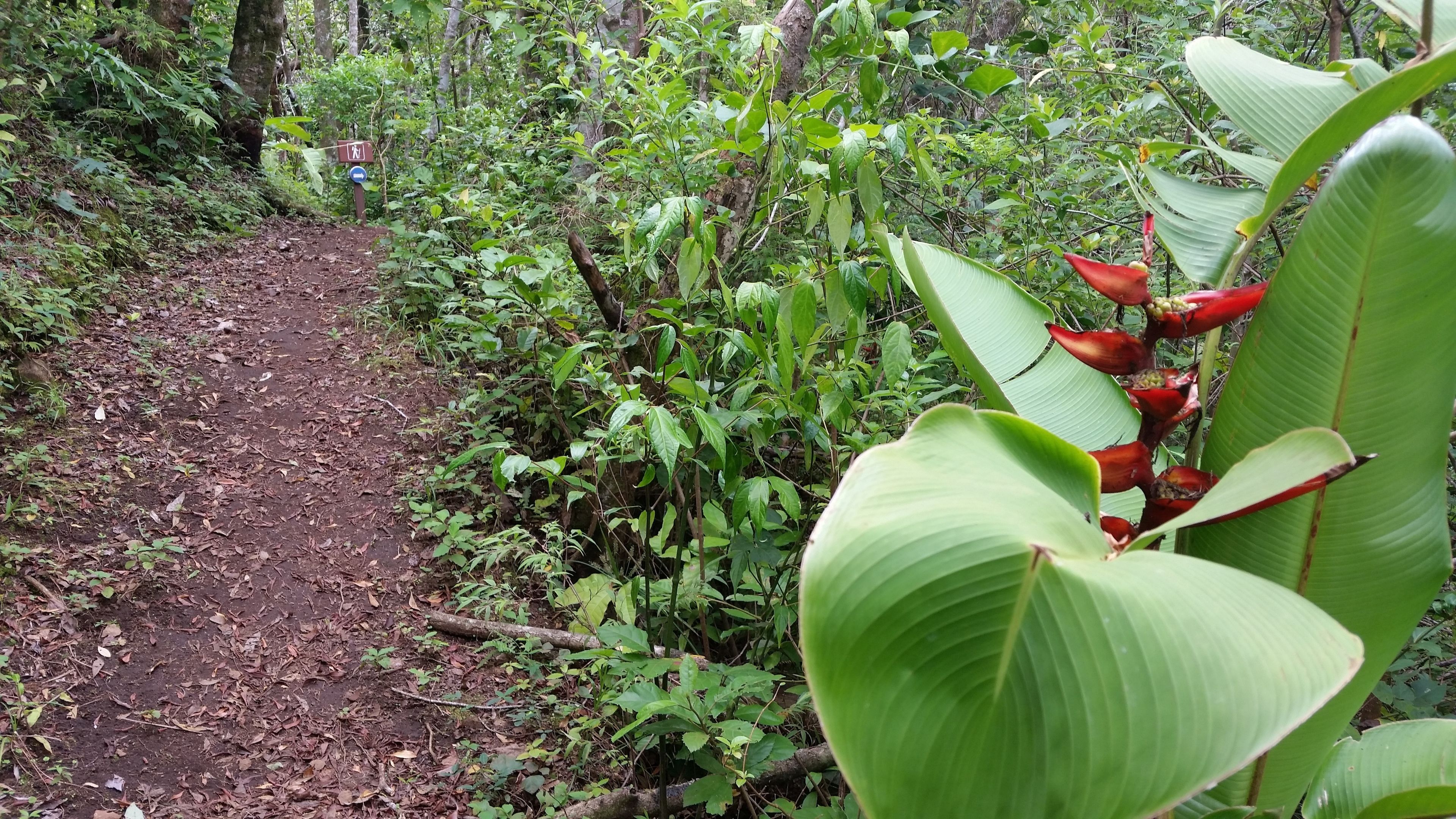 Un sendero arbolado con vegetación densa y hojas verdes grandes.