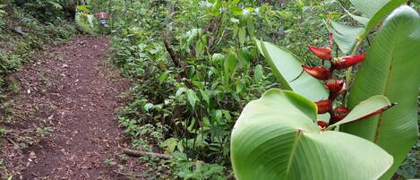Un sendero arbolado con vegetación densa y hojas verdes grandes.