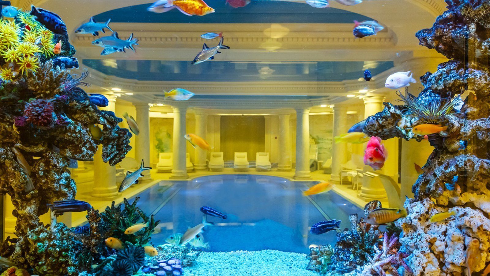 indoor pool, open 7 am to 10:00 pm, pool loungers