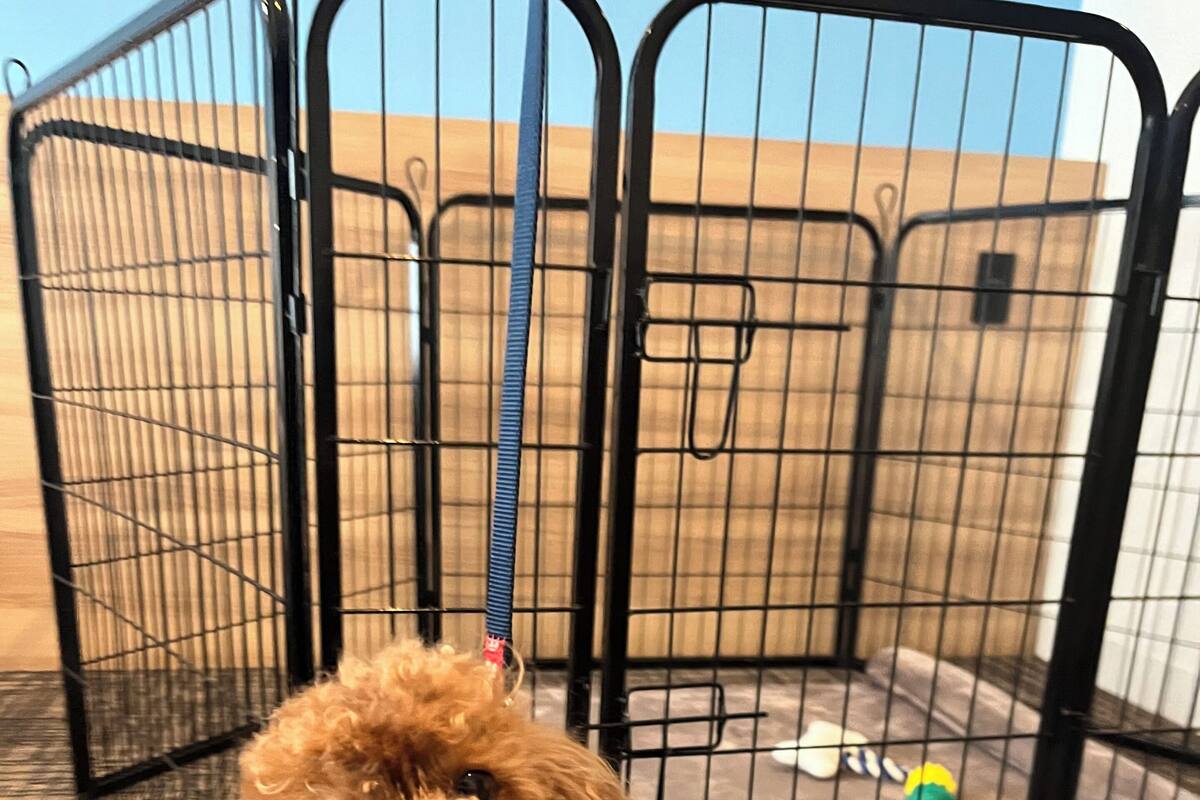 Un petit chien aux poils bouclés, à l’intérieur d’une cage métallique noire, avec une laisse bleue.