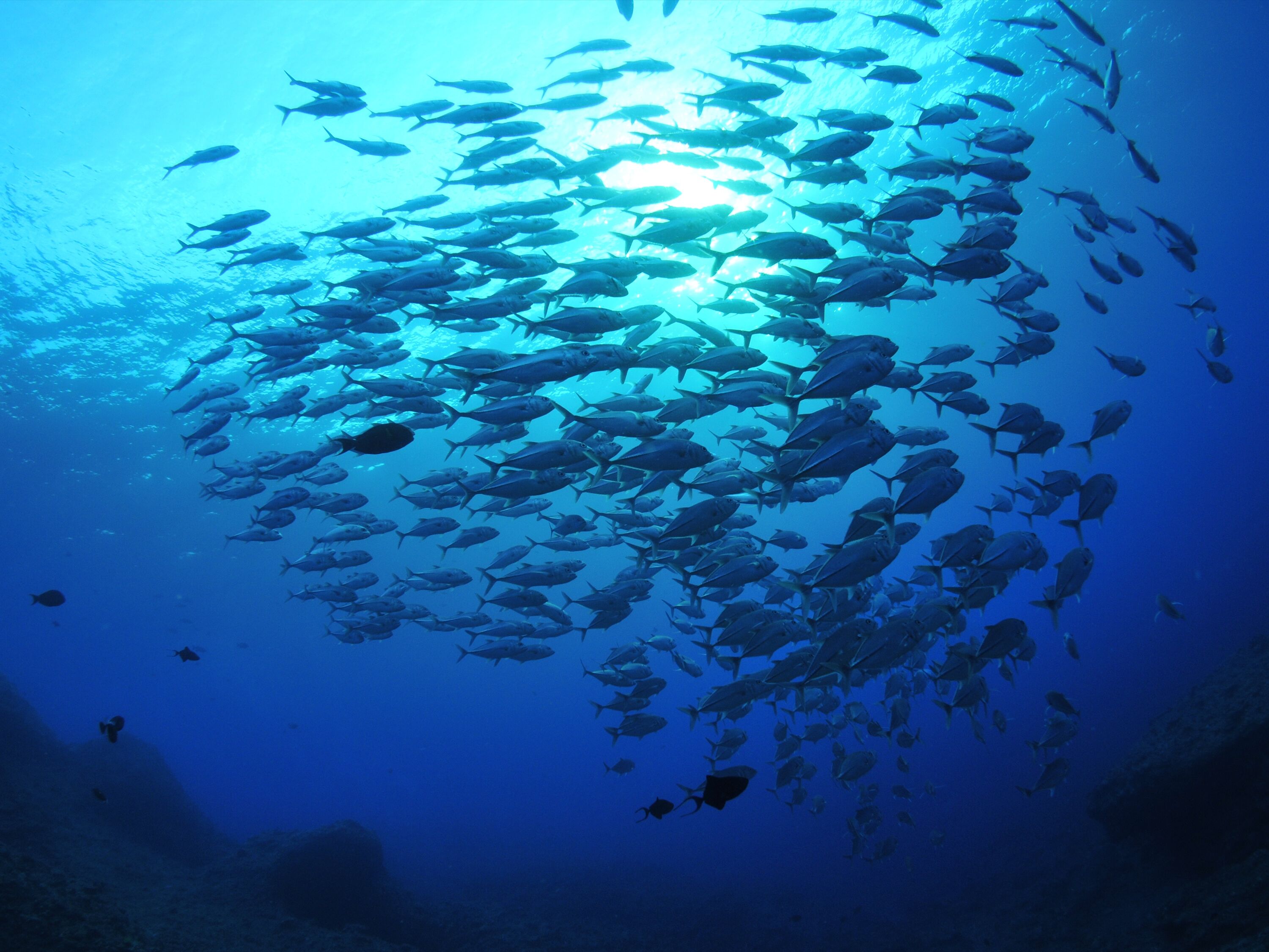Un gran cardumen de peces nada en un entorno submarino azul y transparente.