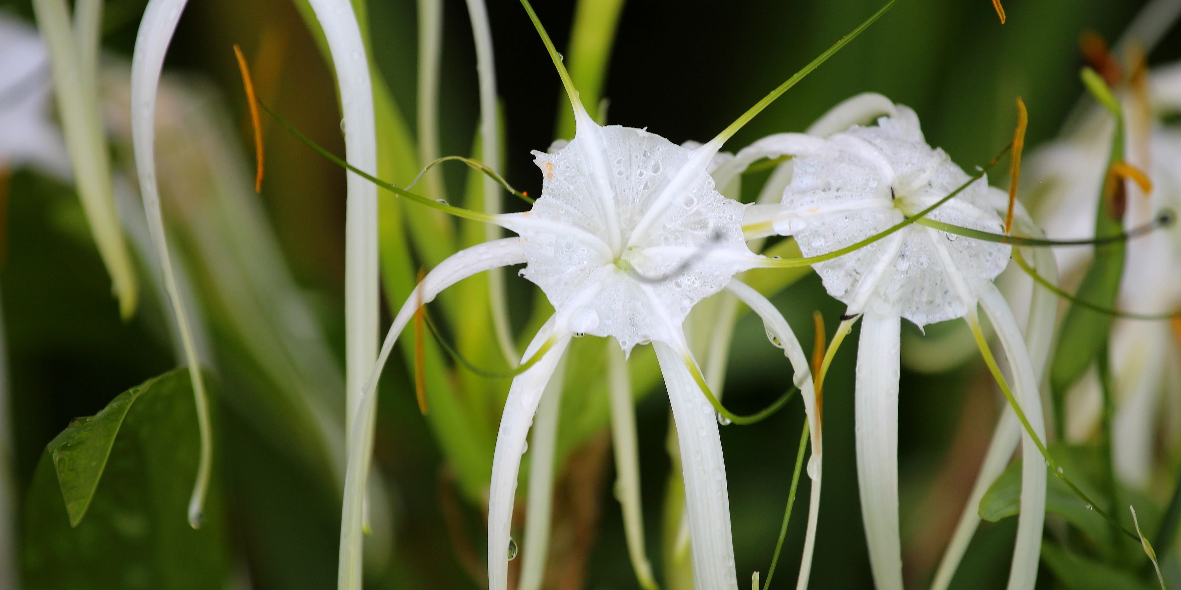 A close-up of white flowers with water droplets, surrounded by green foliage.